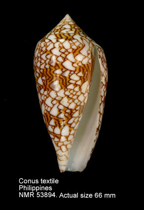 Conus textile.jpg - Conus textileLinnaeus,1758